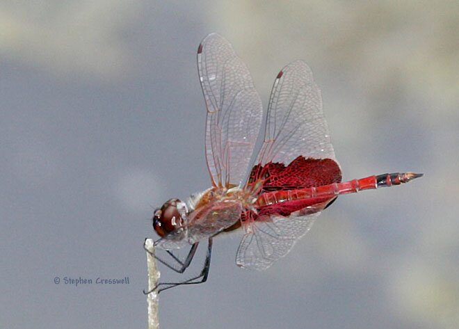 Tramea carolina, Carolina Saddlebags lateral view