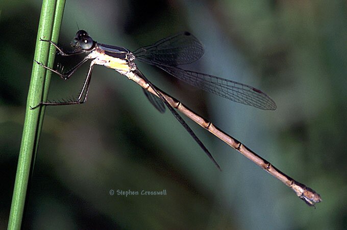 Lestes disjunctus / australis, Common Spreadwings