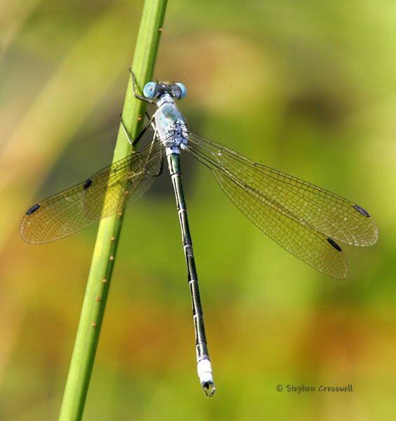 Lestes eurinus, Amber-winged Spreadwing male