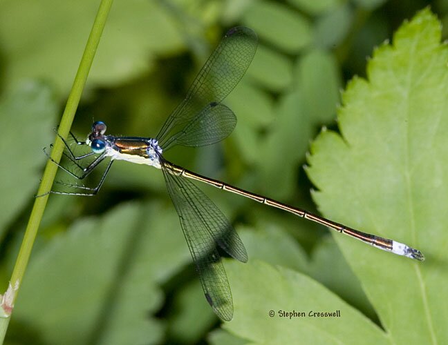 Lestes inaequalis, Elegant Spreadwing, lateral view