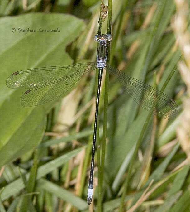 Lestes vigilax, Swamp Spreadwing male, dorsal view