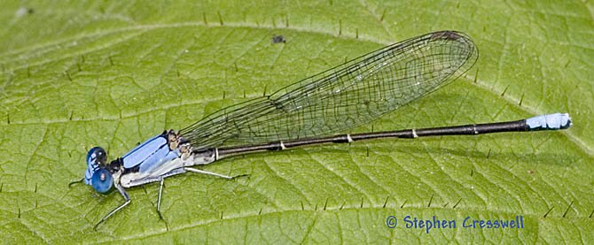 Argia apicalis, Blue-Fronted Dancer male