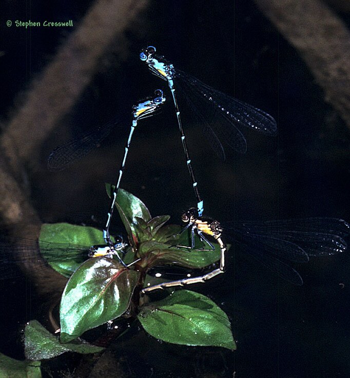 Chromagrion conditum, Aurora Damsel, Damselflies ovipositing