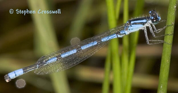 Enallagma hageni, Hagen's Bluet