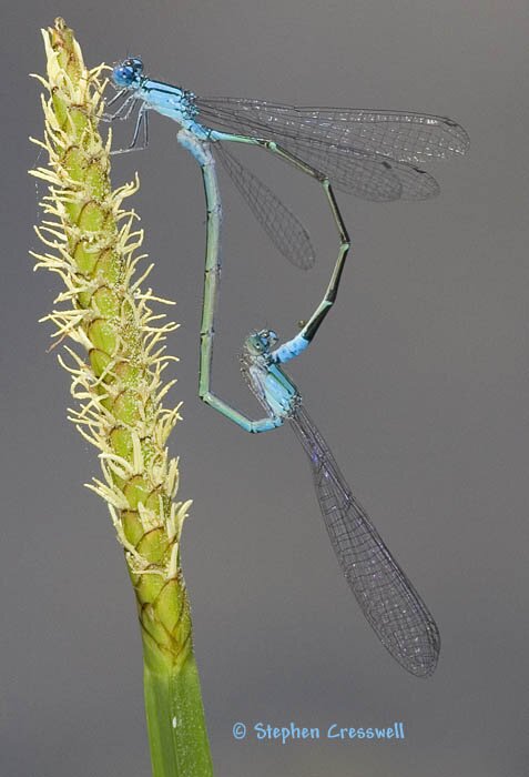 Enallagma traviatum, Slender Bluet mating pair