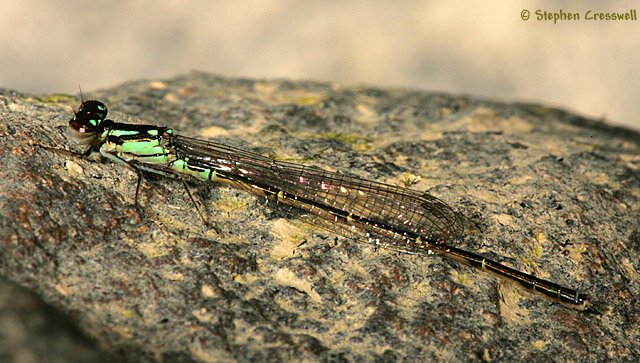 Ischnura posita, Fragile Forktail