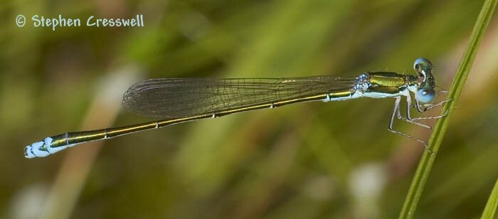 Nehalennia irene, Sedge Sprite male