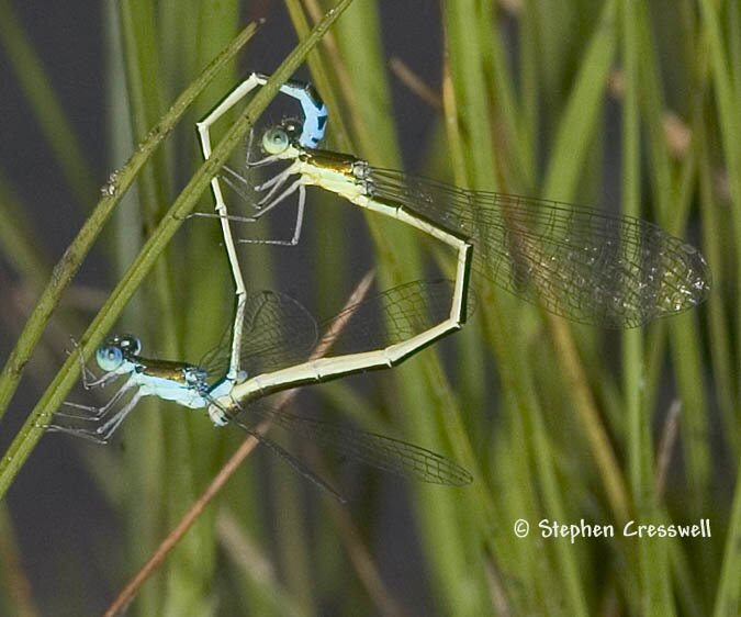 Mating Sedge Sprites, Nehalennia irene, wheel position image