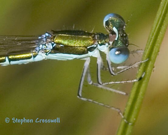 Sedge Sprite, Nehalennia irene, head and thorax