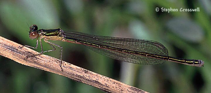 Female Sedge Sprite, Nehalennia irene, images