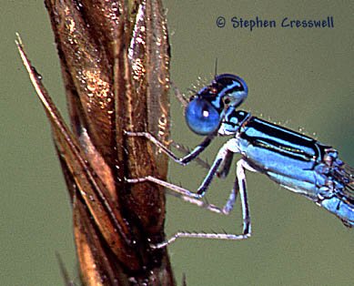 Double-Striped Bluet male, photo