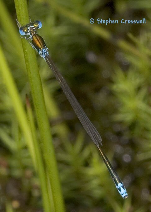 Sedge Sprite, Nehalennia irene, dorsal view