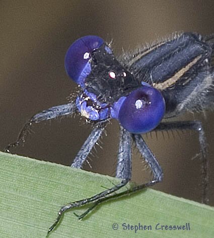 Argia translata head, Dusky Dancer