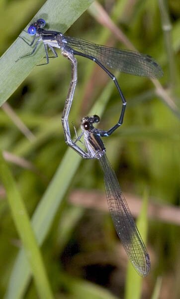 Argia translata, Dusky Dancer mating wheel