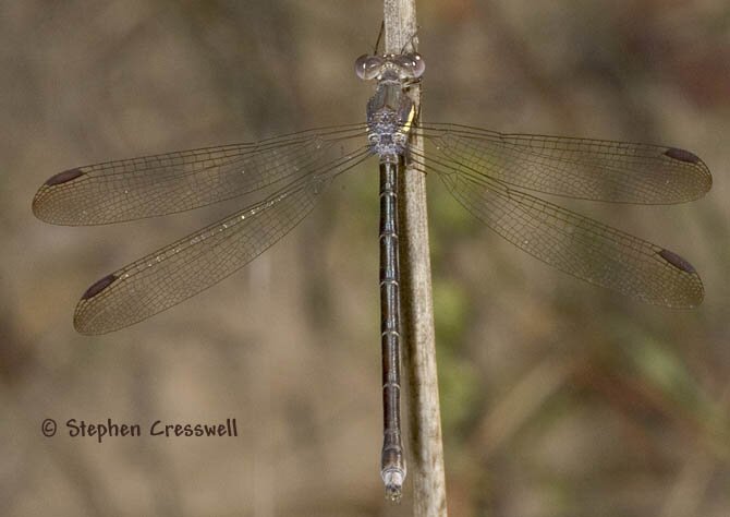 Great Spreadwing female, Archilestes grandis