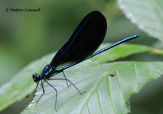 Ebony Jewelwing, Calopteryx maculata, West Virginia, photograph