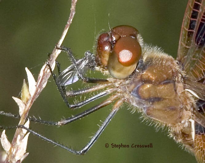 Celithemis eponina, Halloween Pennant, lateral view