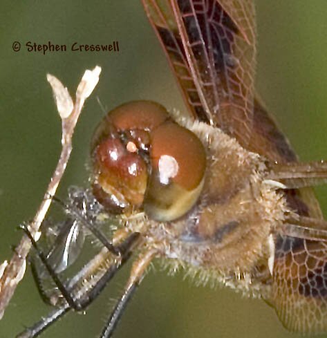 Celithemis eponina, Halloween Pennant face