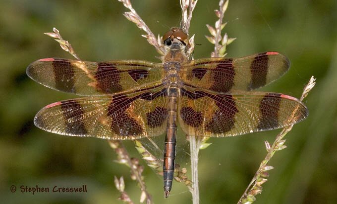 Celithemis eponina, Halloween Pennant