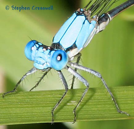 Argia apicalis, Blue-Fronted Dancer, head and thorax