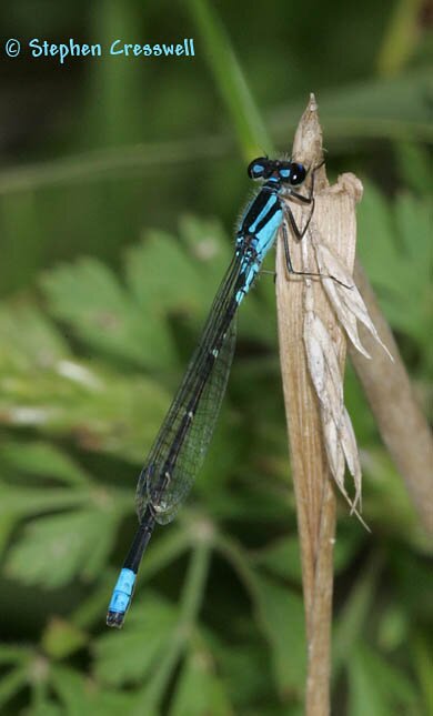 Skimming Bluet, Enallagma geminatum