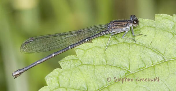 Argia translata, Dusky Dancer female