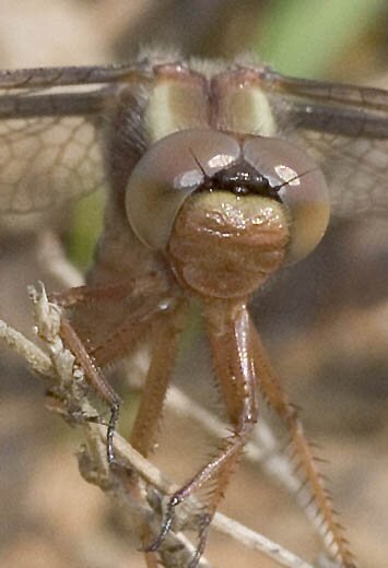 Ladona deplanata, Blue Corporal