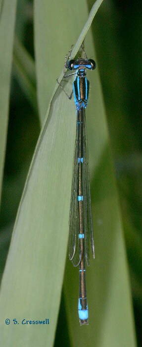 Stream Bluet, Enallagma exsulans