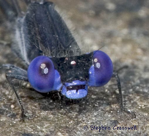 Argia translata, Dusky Dancer face