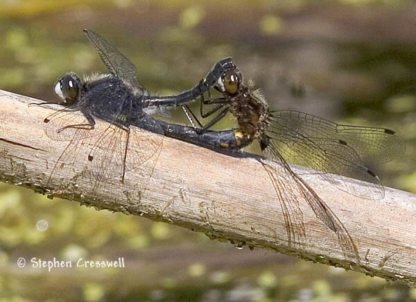 Dot-Tailed Whiteface mating wheel, Leucorrhinia intacta