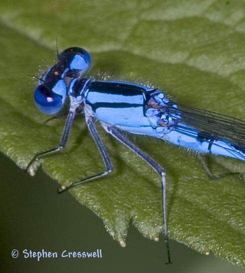 Azure bluet head, eyespots