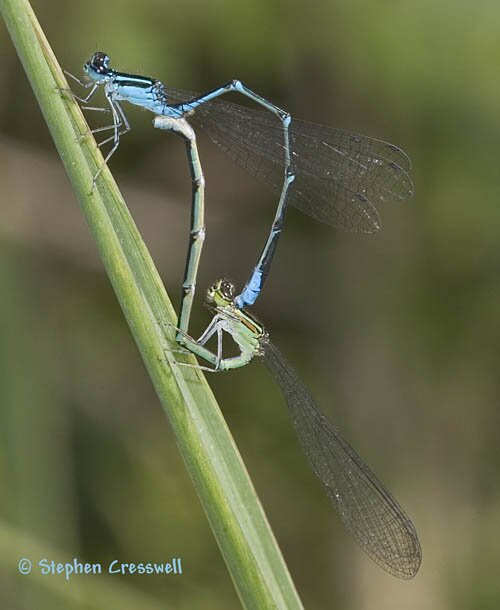 Stream Bluet mating, Enallagma exsulans