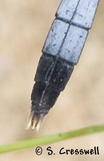 Little Blue Dragonlet, Erythrodiplax minuscula