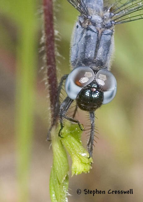 Little Blue Dragonlet face, Erythrodiplax minuscula