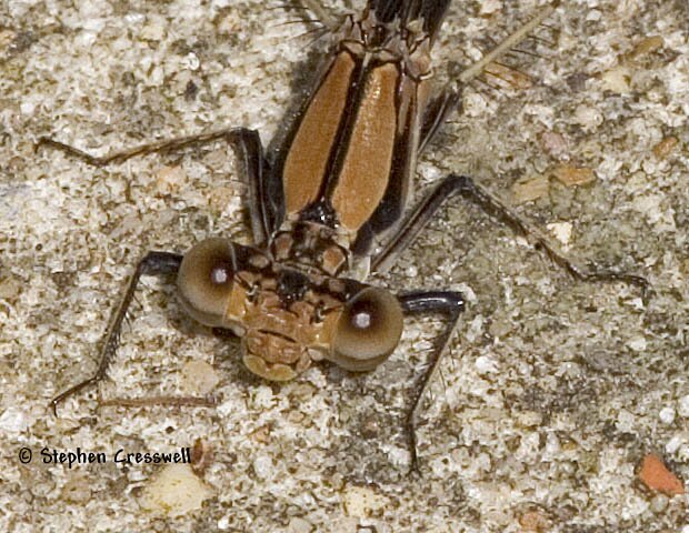 Argia tibialis, Blue-Tipped Dancer