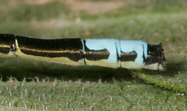 Eastern Forktail, Ischnura verticalis