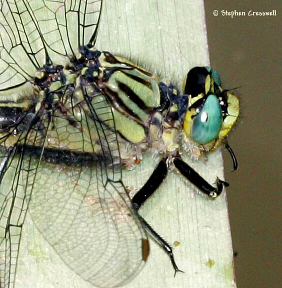 Arigomphus villosipes, Unicorn Clubtail, head and thorax