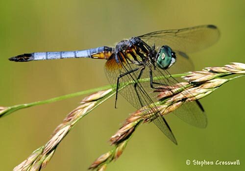 Blue Dasher, Pachydiplax longipennis