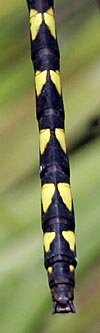 Delta-Spotted Spiketail, Cordulegaster diastatops