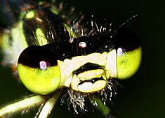 Fragile Forktail, Ischnura posita