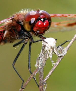 Calico Pennant, Celithemis elisa