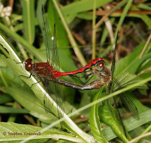 White-Faced Meadowhawk, Sympetrum obtrusum mating