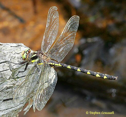 Delta-Spotted Spiketail, Cordulegaster diastatops