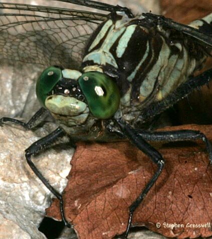 Black-Shouldered Spinylegs, Dromogomphus spinosus face