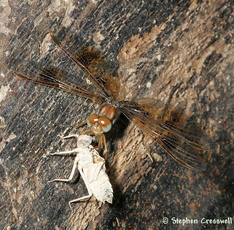 Eastern Amberwing, Perithemis tenera teneral with exuviae