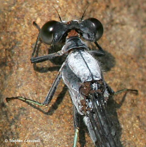 Powdered Dancer, Argia moesta