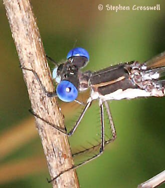 Spotted Spreadwing, Lestes congener