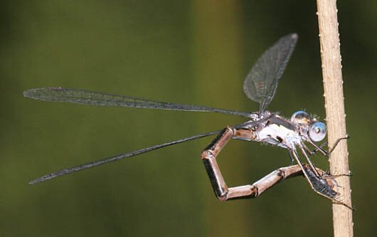 Spotted Spreadwing, Lestes congener ovipositing female