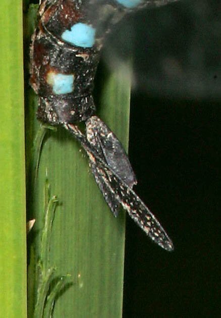 Black-Tipped Darner, Aeshna tuberculifera