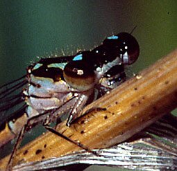 Fragile Forktail, Ischnura posita